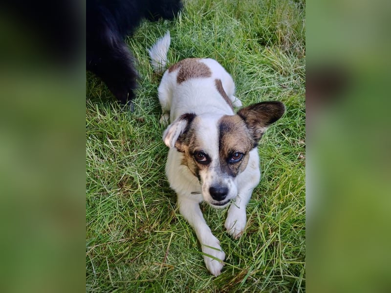 SUZY - kleine Hundedame auf großer Glückssuche