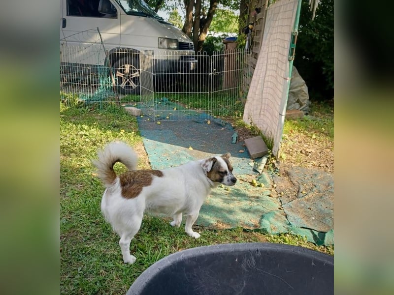 SUZY - kleine Hundedame auf großer Glückssuche