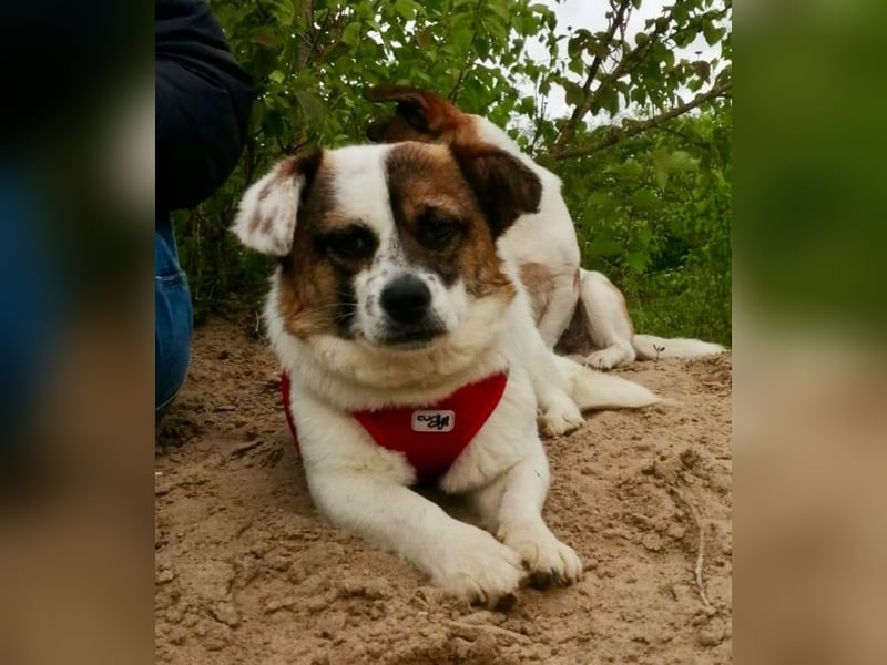 SUZY - kleine Hundedame auf großer Glückssuche