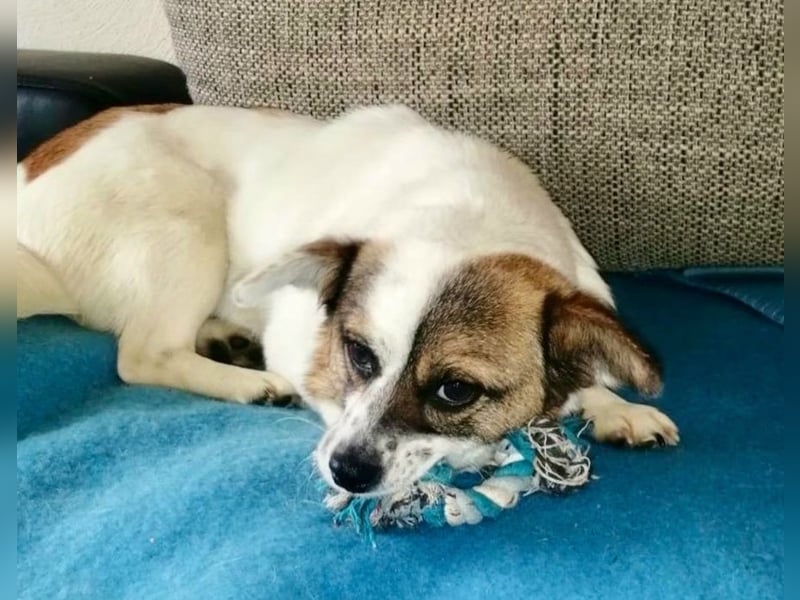 SUZY - kleine Hundedame auf großer Glückssuche