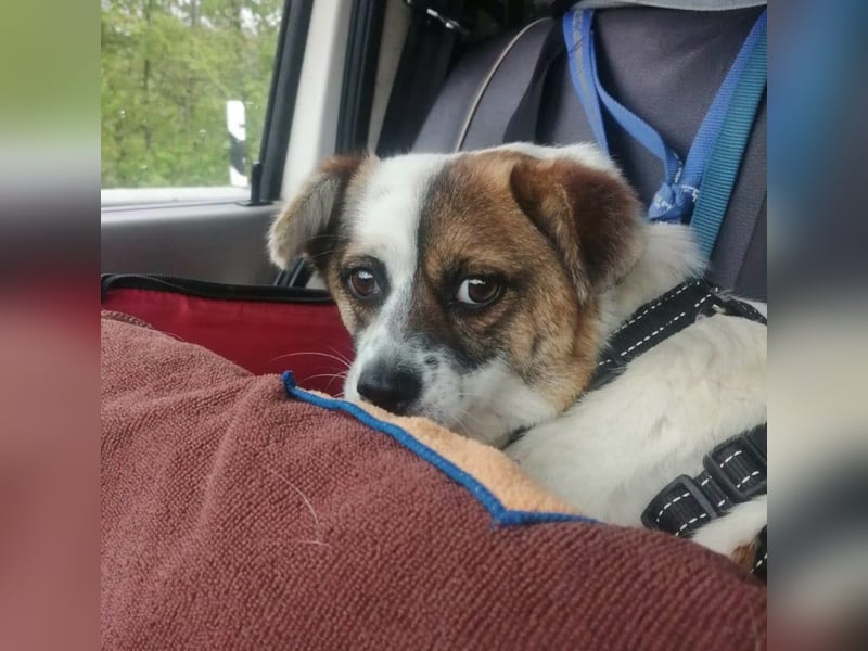 SUZY - kleine Hundedame auf großer Glückssuche