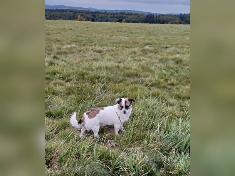 SUZY - kleine Hundedame auf großer Glückssuche