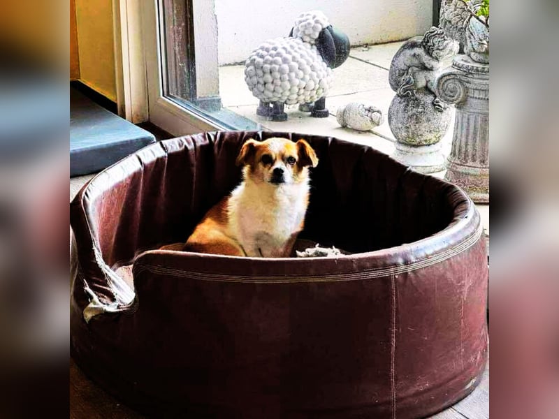 Lotti - kleine, sanfte Hündin sucht ihr ländliches Zuhause