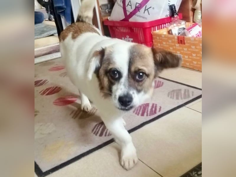 SUZY - kleine Hundedame auf großer Glückssuche