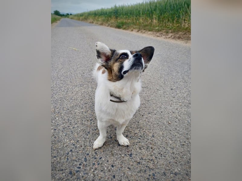 SUZY - kleine Hundedame auf großer Glückssuche