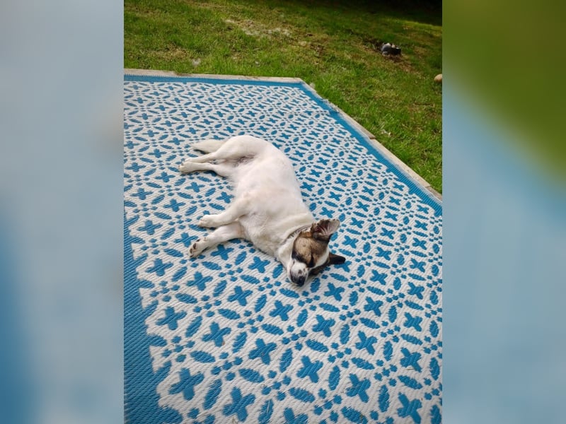 SUZY - kleine Hundedame auf großer Glückssuche