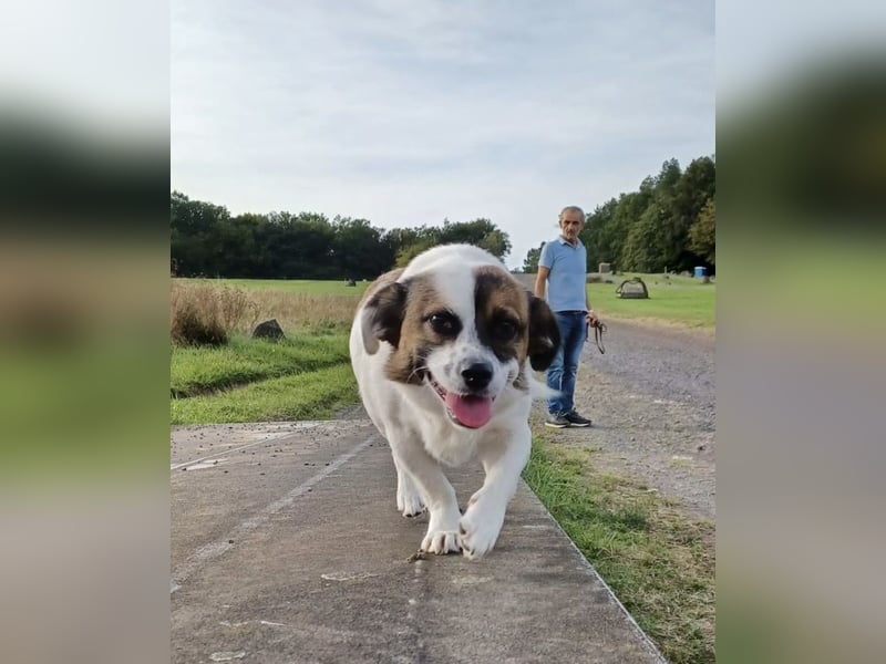SUZY - kleine Hundedame auf großer Glückssuche