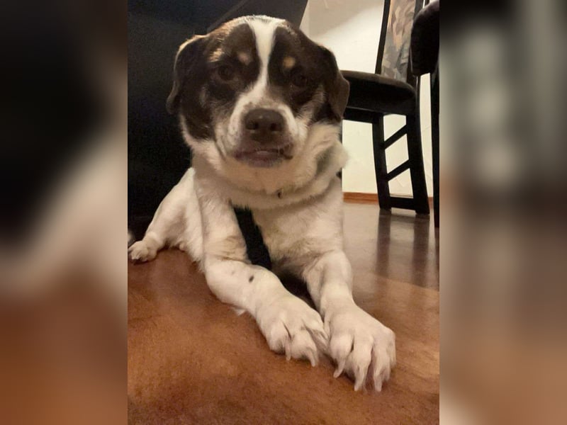 HAZEL, junggebliebene Lady mit charmantem Überbiss sucht Familienanschluss!