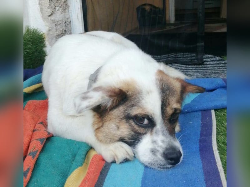 SUZY - kleine Hundedame auf großer Glückssuche