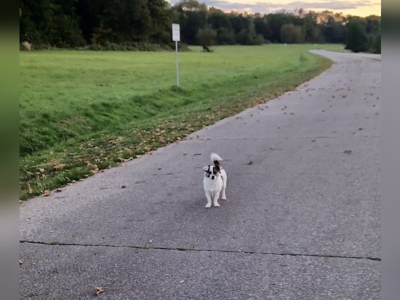 SUZY - kleine Hundedame auf großer Glückssuche