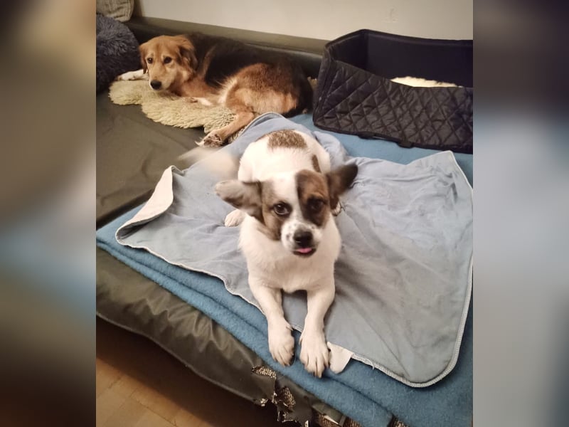 SUZY - kleine Hundedame auf großer Glückssuche