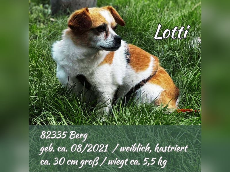 Lotti - kleine, sanfte Hündin sucht ihr ländliches Zuhause