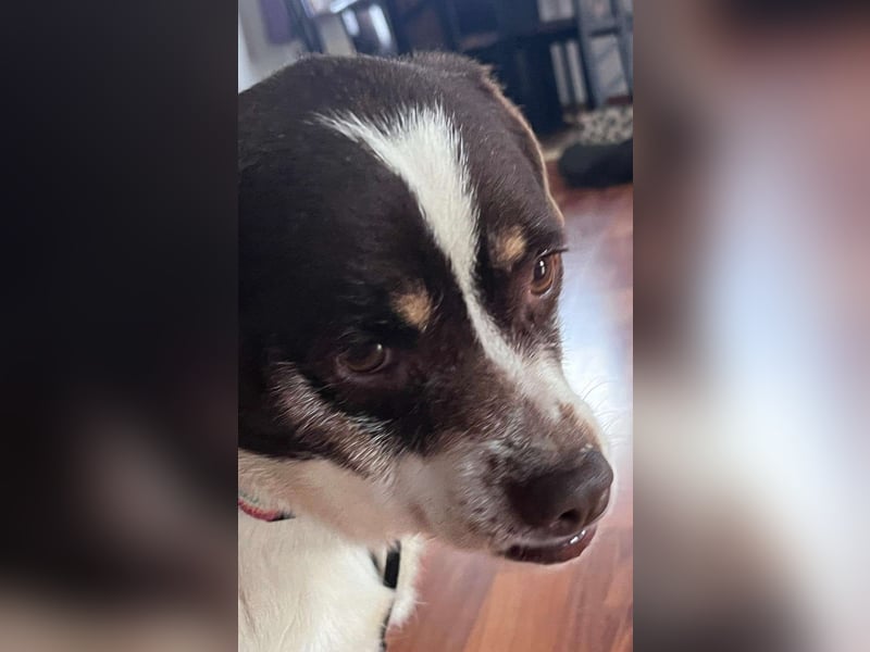 HAZEL, junggebliebene Lady mit charmantem Überbiss sucht Familienanschluss!