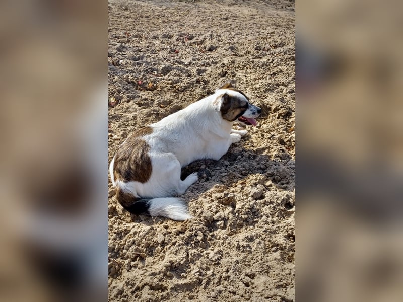 SUZY - kleine Hundedame auf großer Glückssuche