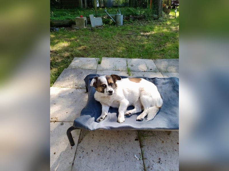 SUZY - kleine Hundedame auf großer Glückssuche