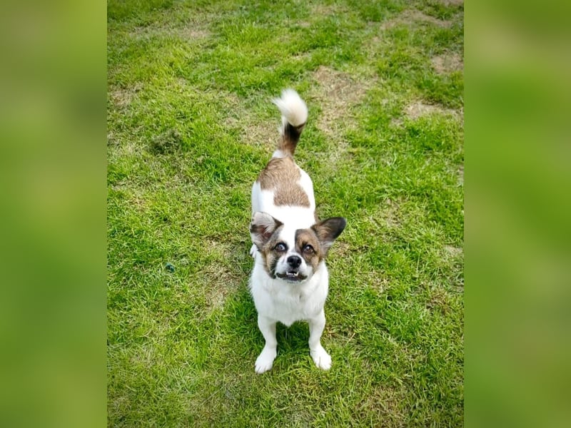 SUZY - kleine Hundedame auf großer Glückssuche