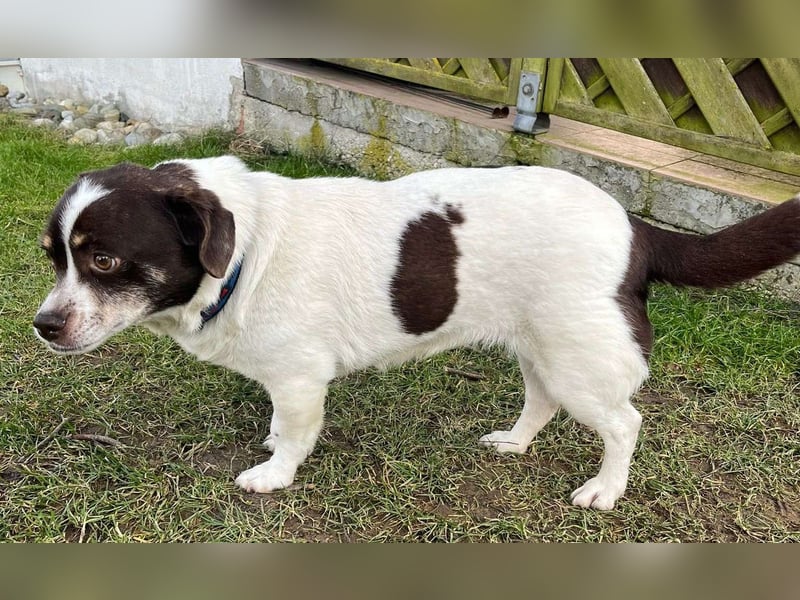 HAZEL, junggebliebene Lady mit charmantem Überbiss sucht Familienanschluss!