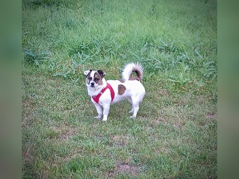 SUZY - kleine Hundedame auf großer Glückssuche
