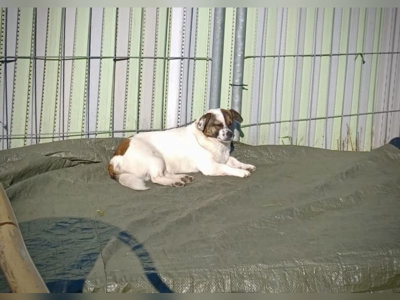 SUZY - kleine Hundedame auf großer Glückssuche