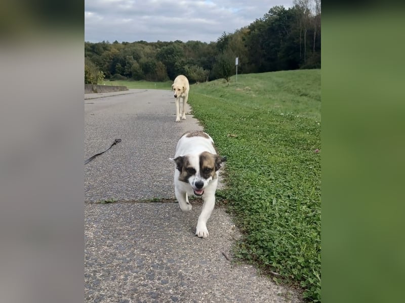 SUZY - kleine Hundedame auf großer Glückssuche
