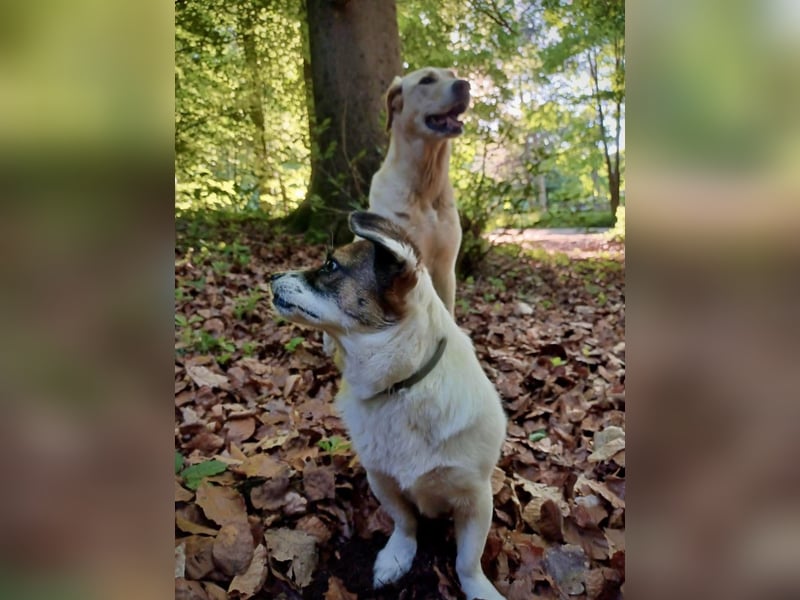 SUZY - kleine Hundedame auf großer Glückssuche