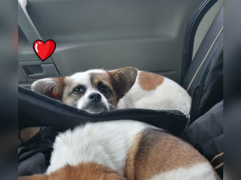 SUZY - kleine Hundedame auf großer Glückssuche