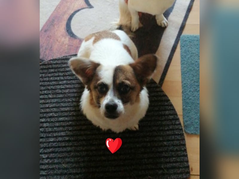 SUZY - kleine Hundedame auf großer Glückssuche