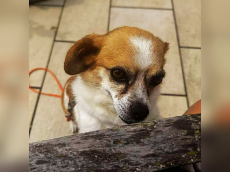 Lotti - kleine, sanfte Hündin sucht ihr ländliches Zuhause