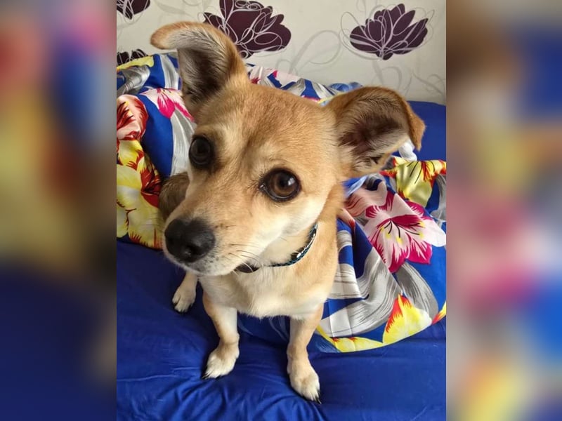 Kuschelmaus LOTTI sucht aktive Zweibeiner