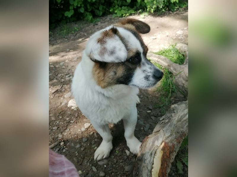 SUZY - kleine Hundedame auf großer Glückssuche