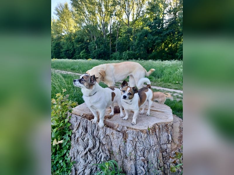 SUZY - kleine Hundedame auf großer Glückssuche