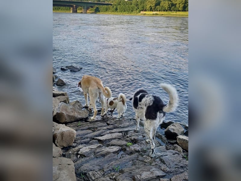 SUZY - kleine Hundedame auf großer Glückssuche