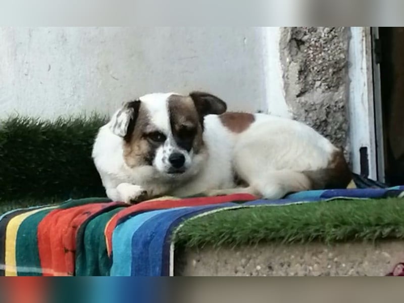 SUZY - kleine Hundedame auf großer Glückssuche
