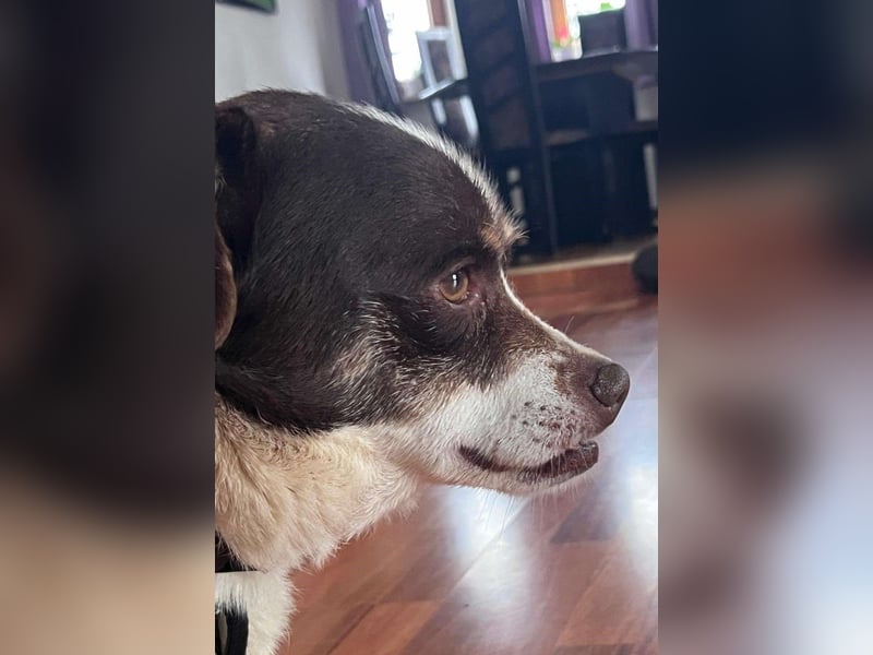 HAZEL, junggebliebene Lady mit charmantem Überbiss sucht Familienanschluss!