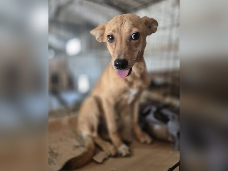 ⭐️PIXIE⭐️, Hündin, 8 Monate, 30 cm, Mischling, Tierschutz