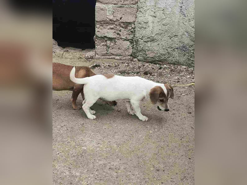 ⭐️Daja⭐️, Hündin, 3 Monate, 20 cm, Mischling, Tierschutz