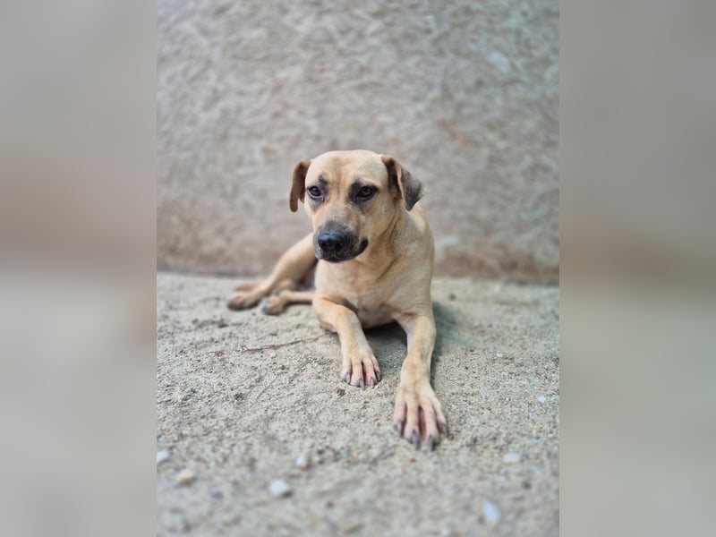 MELINA, Hündin, 3 Jahre, 48 cm, Mischling, Tierschutz