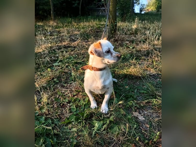 Ebby Tierschutzhund sucht ein Zuhause