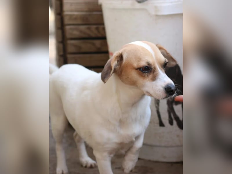 ⭐️MIRELLA⭐️, Hündin, 5 Jahre, 25 cm, Mischling, Tierschutz