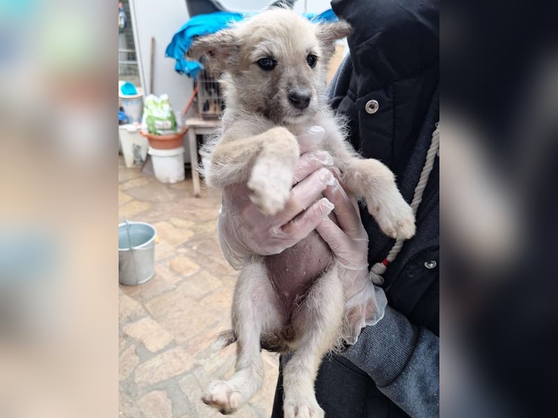 ⭐️ANU⭐️, Hündin, 2,5 Monate, 20 cm, Mischling, Tierschutz