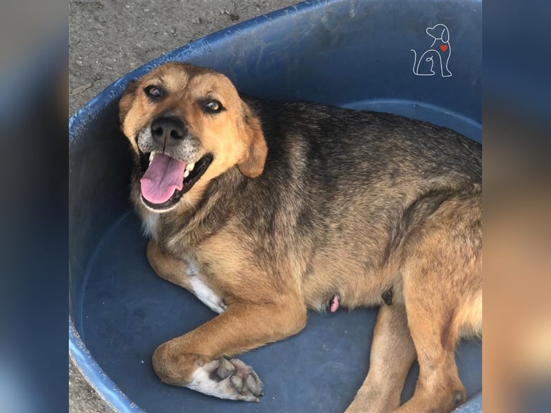 Nisha - 3 Jahre jung - sucht ihre Menschen