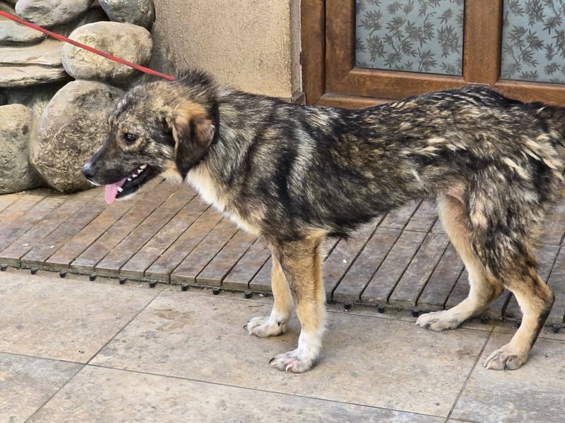 Nala – einjährige Schönheit sucht ihre Menschen