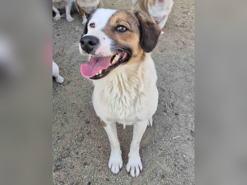 FINA, Hündin, 2,5 Jahre, 40 cm, Mischling, Tierschutz
