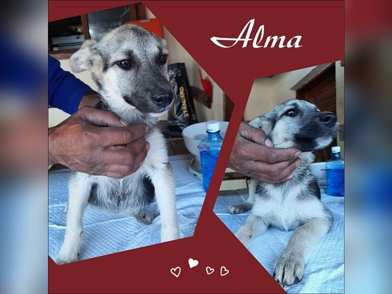 Alma stellt sich vor