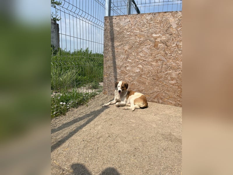 FINA, Hündin, 2,5 Jahre, 40 cm, Mischling, Tierschutz