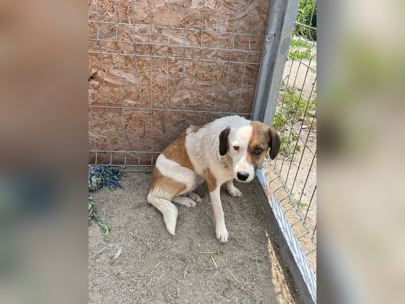 FINA, Hündin, 2,5 Jahre, 40 cm, Mischling, Tierschutz