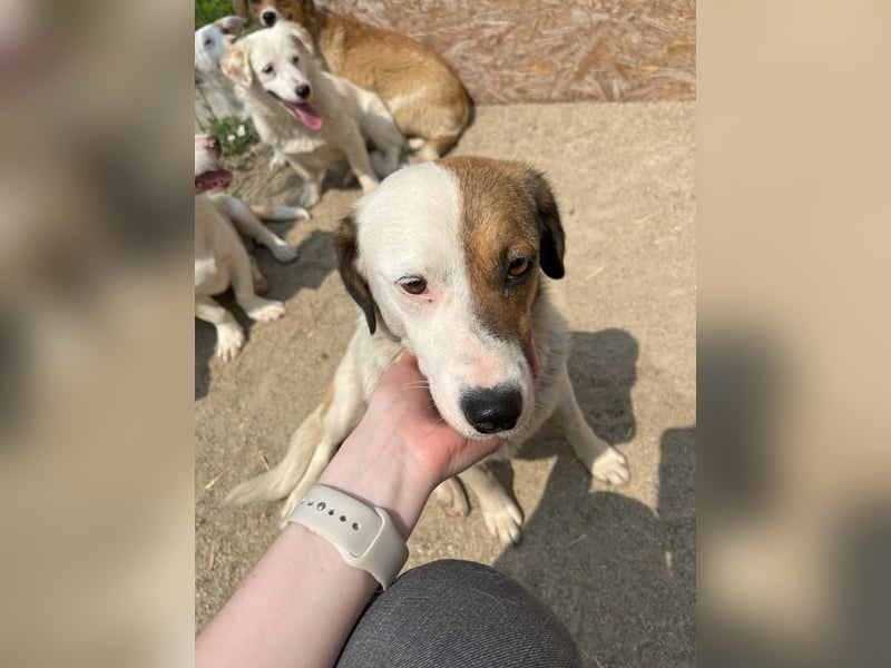 FINA, Hündin, 2,5 Jahre, 40 cm, Mischling, Tierschutz