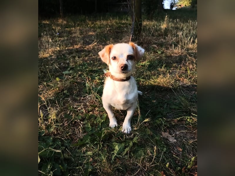 Ebby Tierschutzhund sucht ein Zuhause