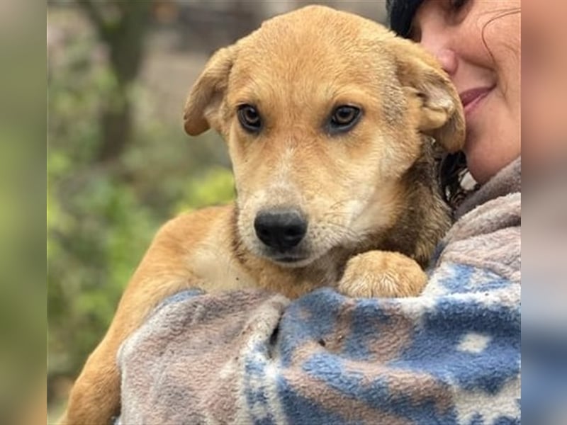 Fizz – zartes Hundemädchen auf Familiensuche, 6 Monate