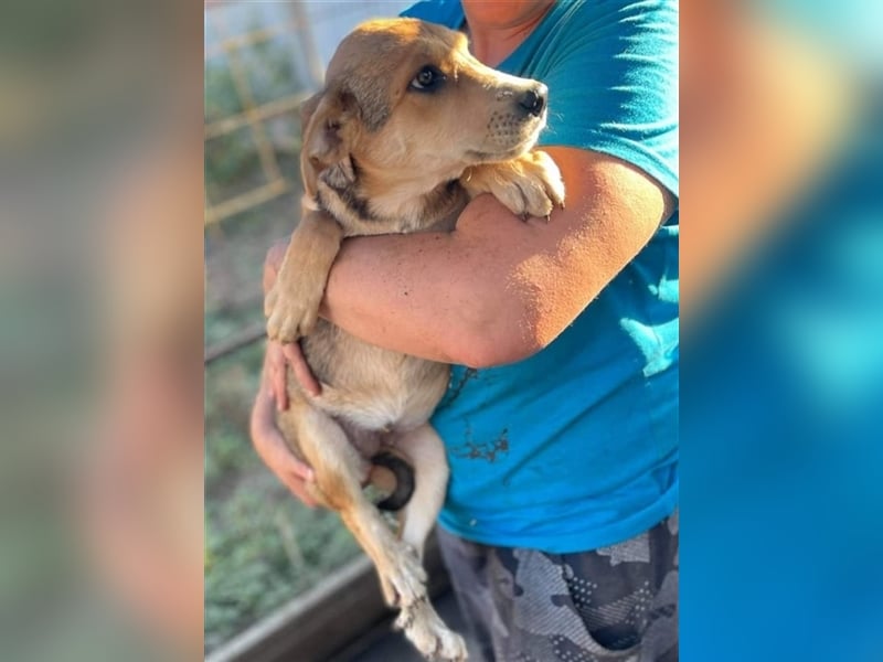 Fizz – zartes Hundemädchen auf Familiensuche, 6 Monate